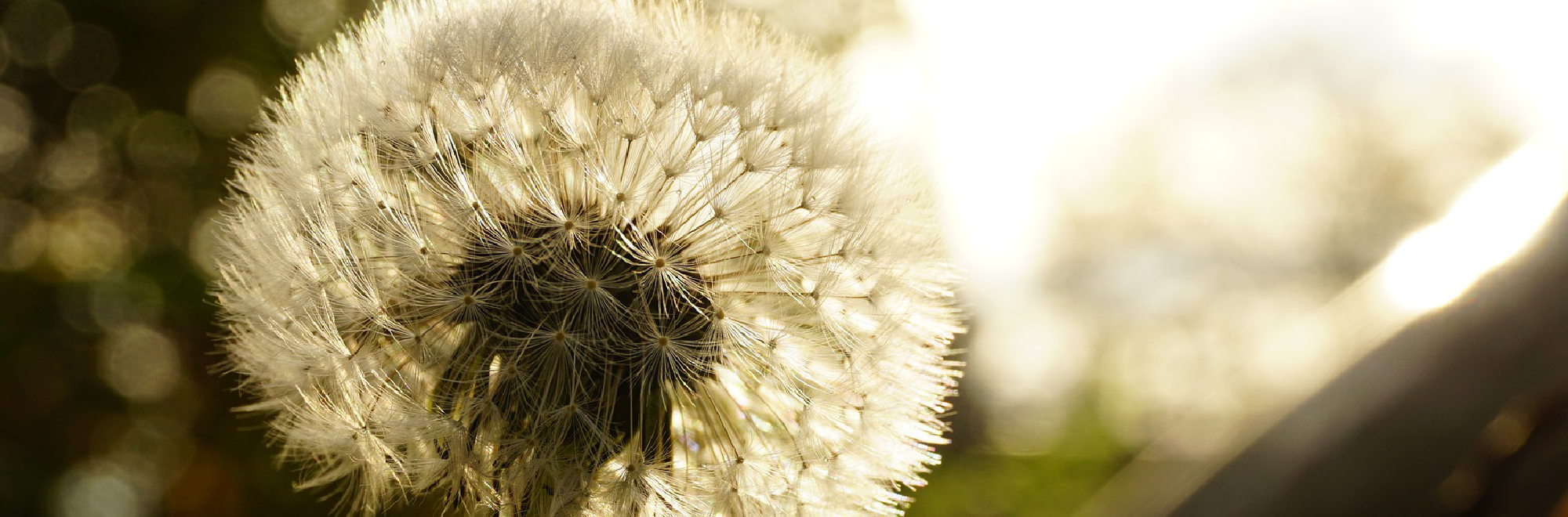 Closeup of a dandelion in a sepia tone.