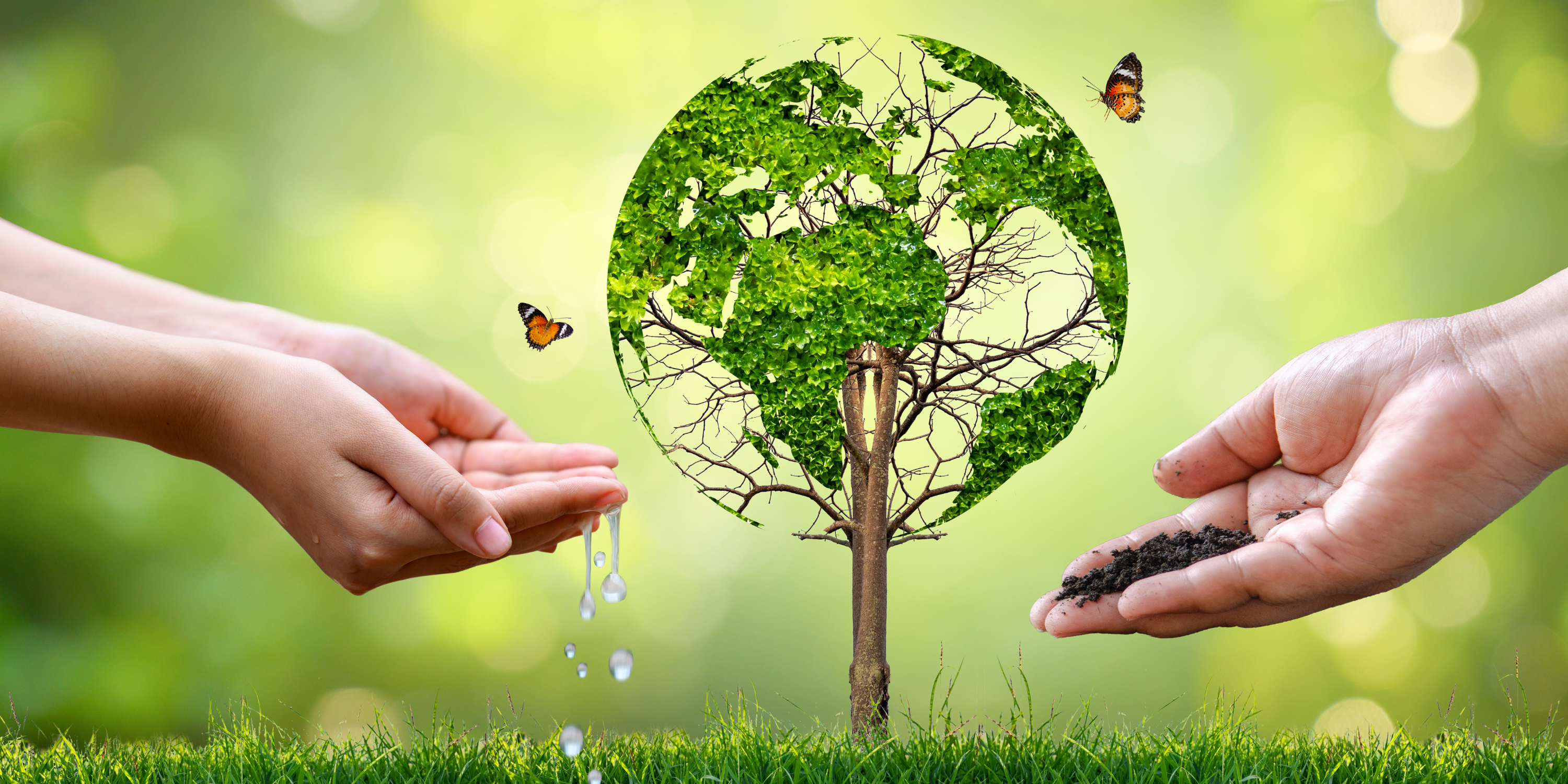 Hands feeding water and earth to tree and butterflies