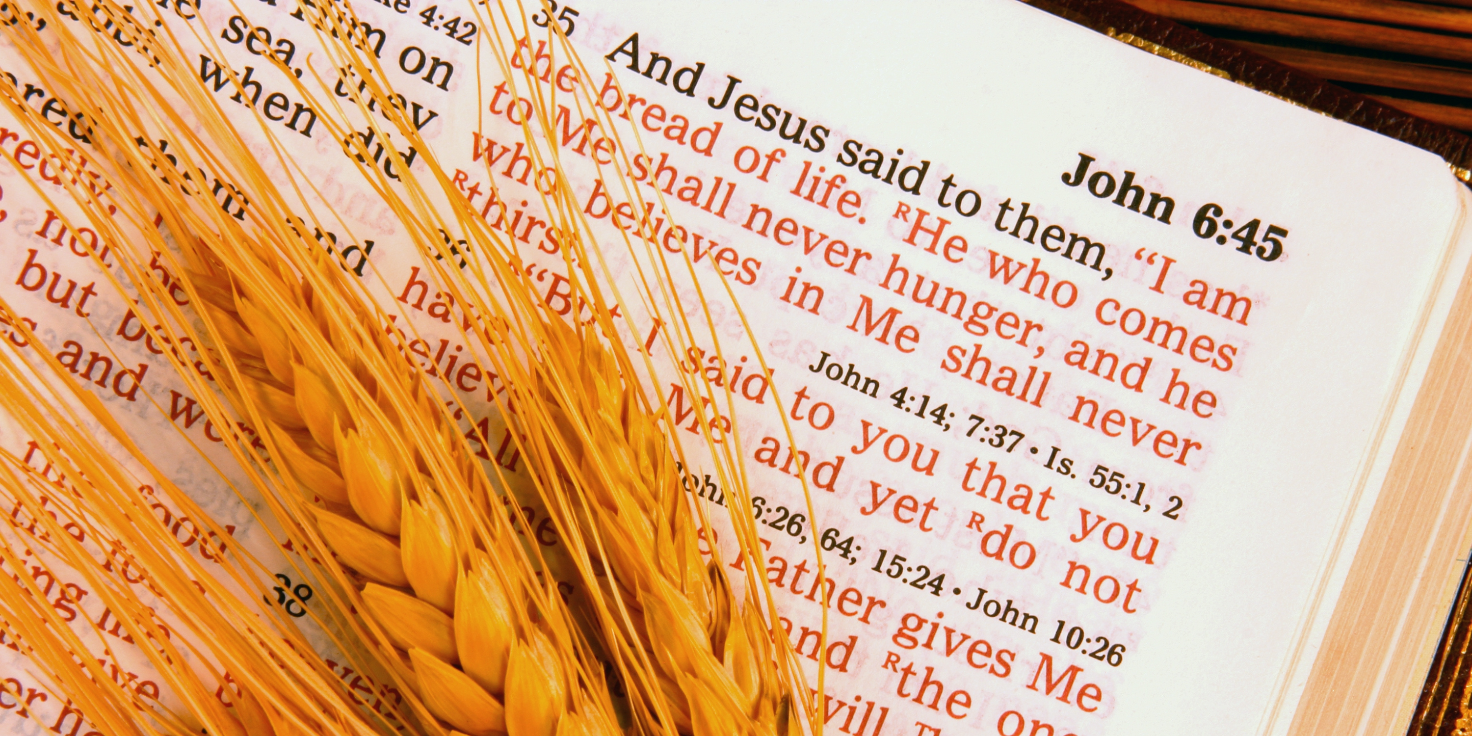 Close up of Bible scripture with wheat laying atop of the Bible