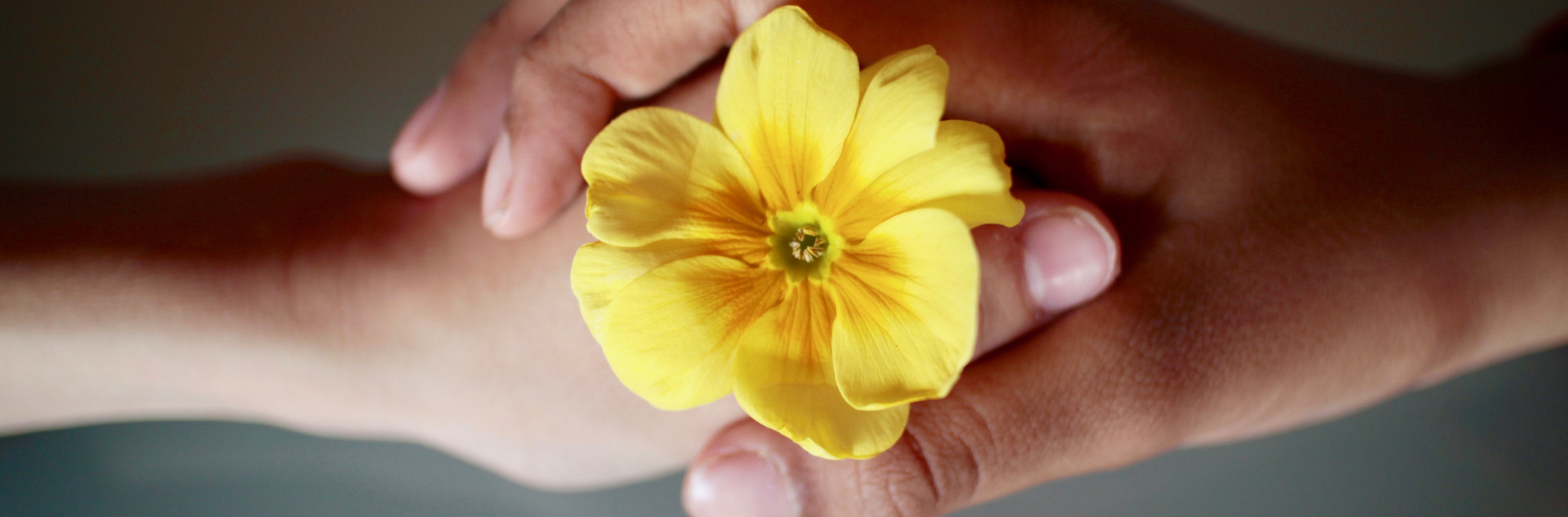 Two sets of hands clasping onto a blooming yellow flower.