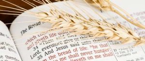 close up of bible scripture, "The Bread..." with wheat laying on top